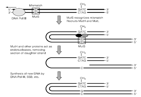 445_Nucleotide excision repair.png